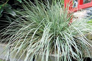 Everest is the top-selling variety in the EverColor range and has green and white variegated leaves